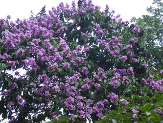 Ngõ xưa - truyện ngắn Hương Nghĩa