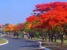 Viết ở Hải Phòng – Thơ Mai Hữu Phước