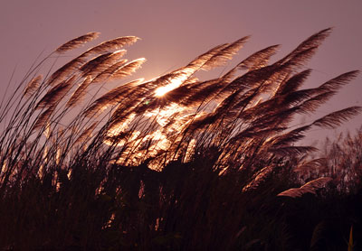 Chiều nghĩa trang lặng gió  -  Thơ Phạm Minh Tâm 