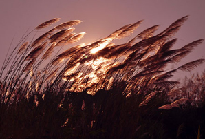 Thơ Nguyễn Thánh Ngã