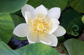 Sông Rùng cuối sương - Võ Thị Hạnh Thủy 