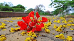Ơi tháng năm lại về - Thơ Mai Hữu Phước