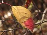 Lối về - Thơ Lê Huy Hạnh