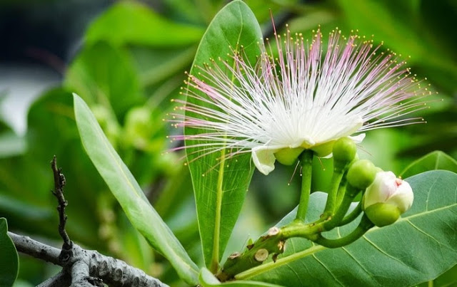Những tán bàng vuông tại Anh Linh Đài - Lê Anh Dũng