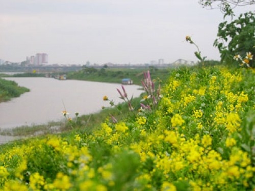 Triền hoa cải bên sông