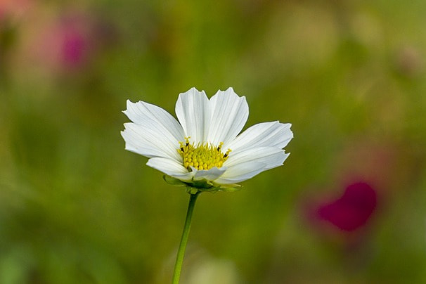 Ở một nơi rất nhiều mây trắng