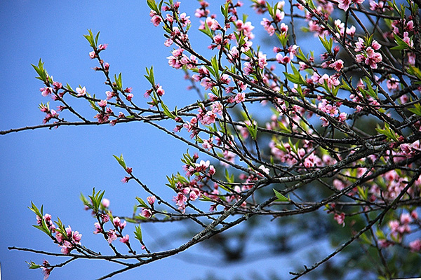 Màu phố