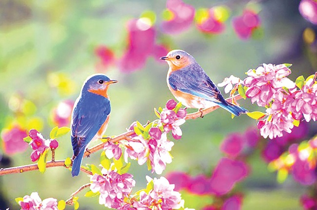 Vẫn tươi rói khúc xuân