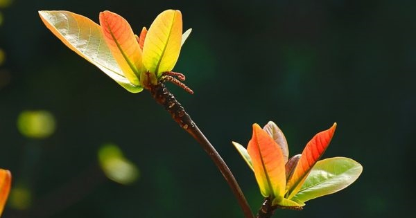 Mùa gọi yêu thương