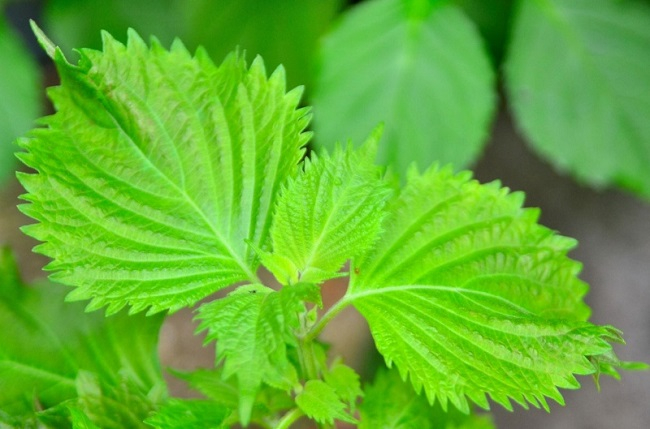 Cây tía tô mùa xuân