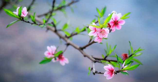 Mùa xuân rất gần