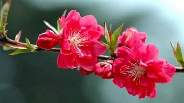Xuân sớm