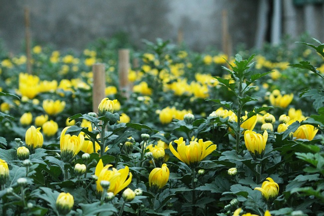 Màu cúc nhắc sum vầy