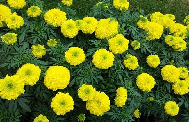 Vạn thọ gọi xuân