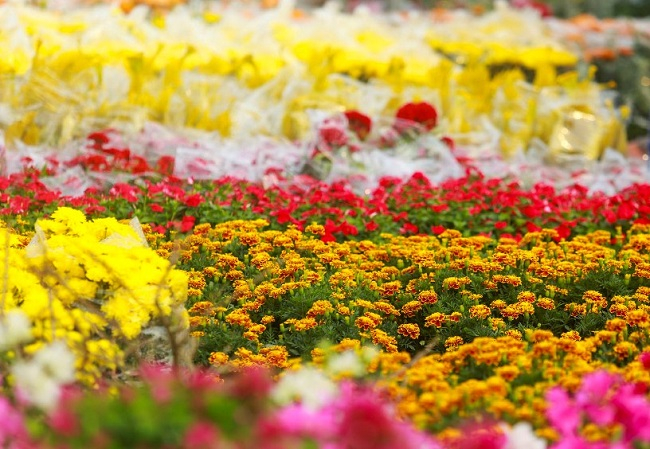 Đêm nằm nghe những tiếng xuân...