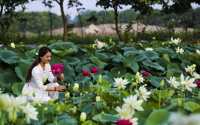 “Dấu sen” trên đất Hà Lam