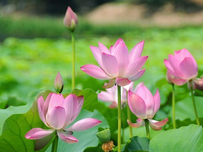 Thơ Huỳnh Thị Quỳnh Nga