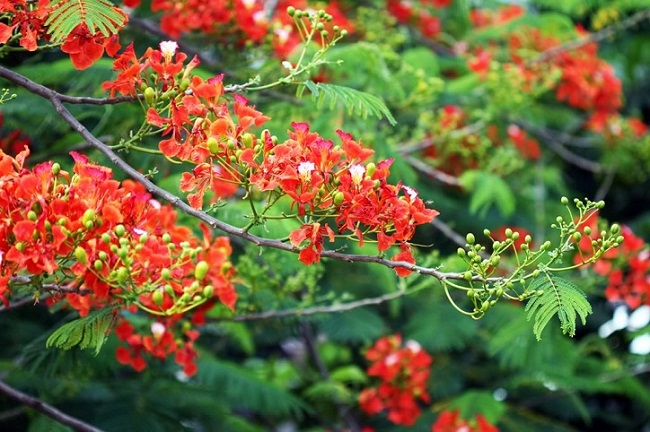 Mưa mùa hạ