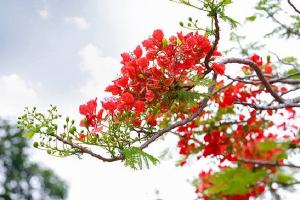 Thơ Nguyễn Ngọc Hưng