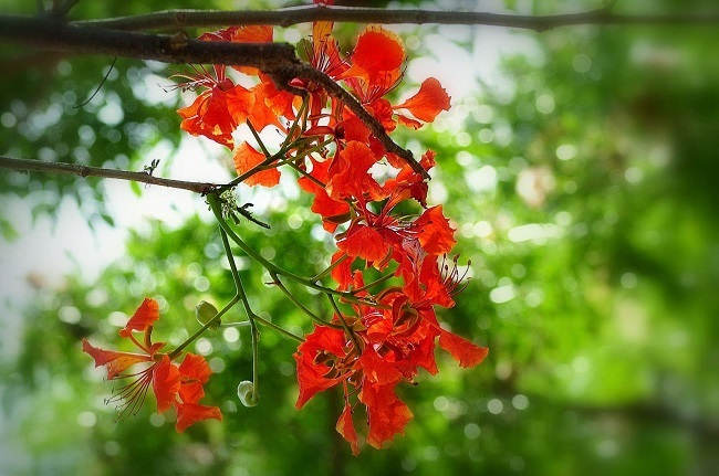 Mùa hè thơ ấu tôi xưa