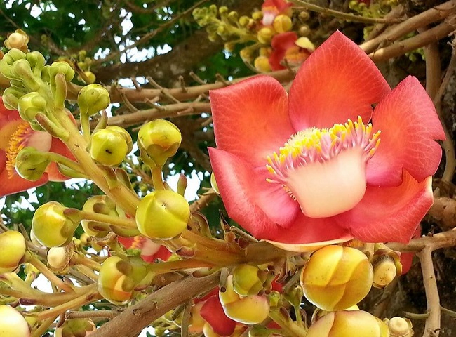 Đóa vô ưu