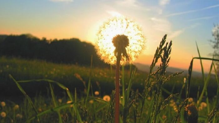 Thơ Nguyễn Đông Nhật